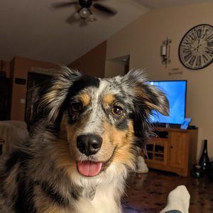 Meet your Posher, Stevie